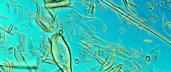 Biological Acceleration Bioacceleration