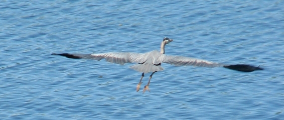 Get Started Today! Heron