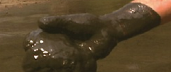 Aerobic Bacteria: Nature’s Rapid Muck Digesters Muck In Hand