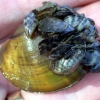 Invasive Mussels Zebra Mussels USFWS