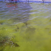 Indian Lake Algae Weeds