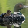 Loon With Baby Right