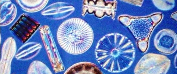 Diatoms 2