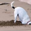 Dredging Deepens, But Doesn’t Restore Digging Dog