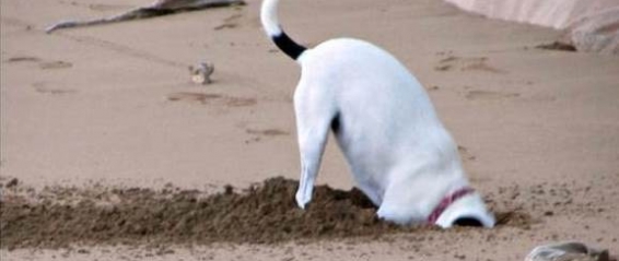Dredging Deepens, But Doesn’t Restore Digging Dog
