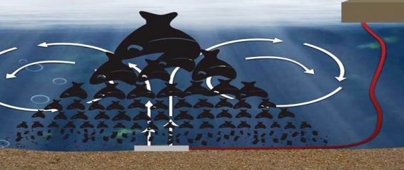 Lake Bottom Aeration: The Difference is at the Bottom Natures Way Featured Image