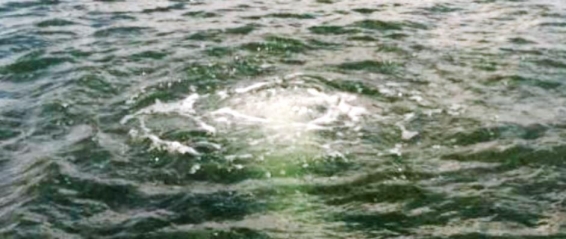 Lake Bottom Aeration: Revives Lake Ecosystems Paradise Picture Diffuser Close 3