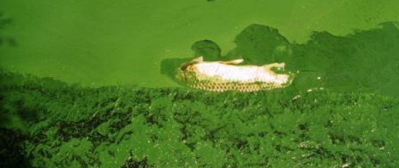 Nutrient Overloading Eutrophicationhypoxia Foter.com CC BY