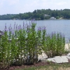 Nutrient Filtration: Protect Your Lake from Incoming Pollutants Shoreline Buffer