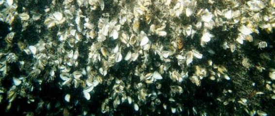 New Hope for Invasive Zebra and Quagga Mussels Zebra Mussels Infest