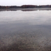 Michigan Lake Launches Aggressive Eurasian Watermilfoil Reduction Project Pickerel Lake Picture Milfoil Featured