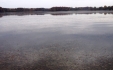Michigan Lake Launches Aggressive Eurasian Watermilfoil Reduction Project Pickerel Lake Picture Milfoil Featured