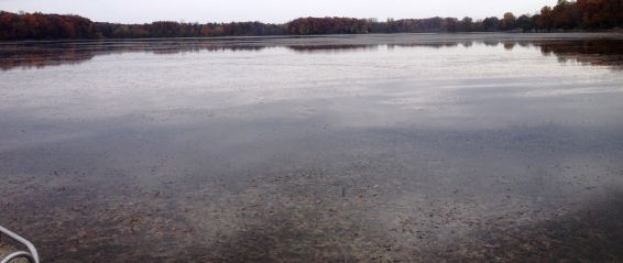 Michigan Lake Launches Aggressive Eurasian Watermilfoil Reduction Project Pickerel Lake Picture Milfoil Featured