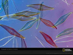 diatoms_natl-geo