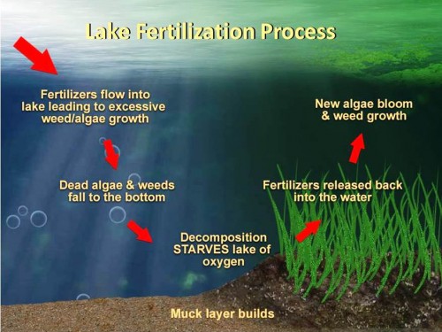 Lake Fertilization