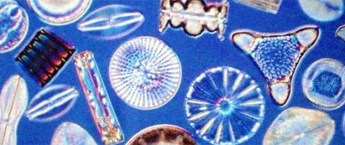 feature-diatoms